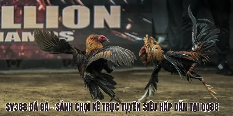 SV388 Đá Gà QQ88 - Sảnh Chọi Kê Trực Tuyến Siêu Hấp Dẫn 5 SV388 Đá gà QQ88